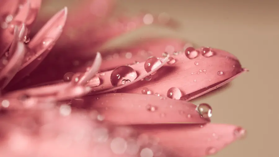 عکس زمینه از گل رز صورتی رنگ با گلبرگ اای آغشته به شبنم