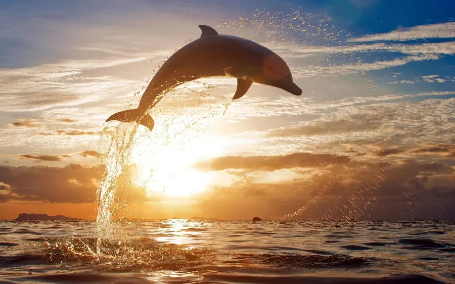 دانلود عکس پرش دلفین روی آب دریا fish jump با کیفیت بالا