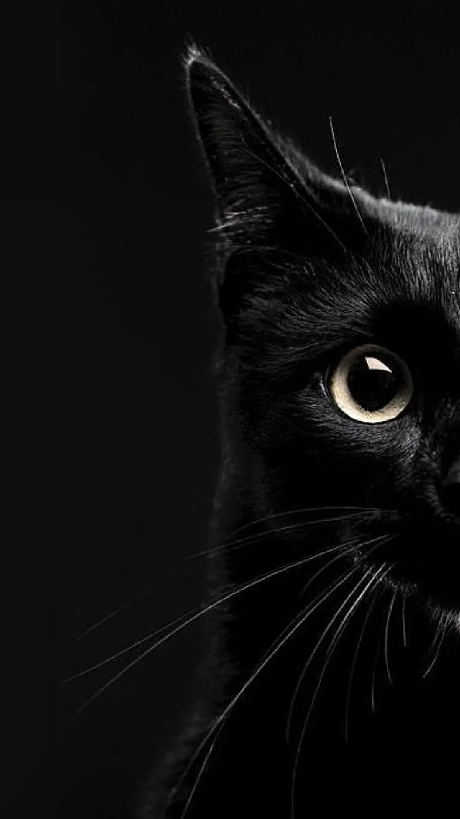 والپیپر گربه سیاه Black با بهترین کیفیت ویژه گوشی سامسونگ