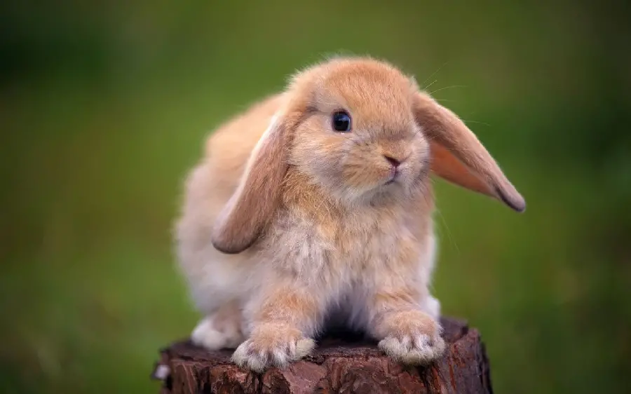 بهترین عکس کیوت گوگولی خرگوش مناسب زمینه کامپیوتر