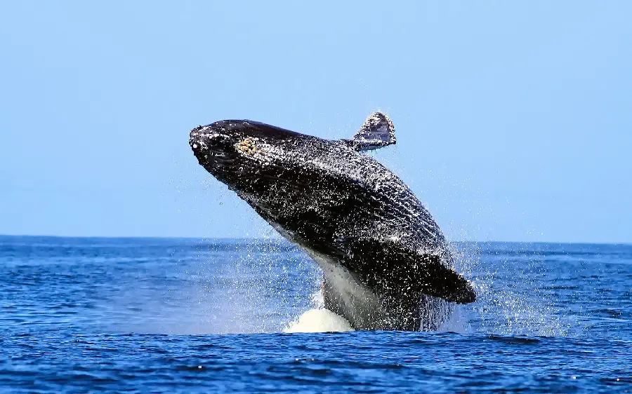 تصویر نهنگ کوهان دار در حال شیرجه به داخل آب با کیفیت بالا