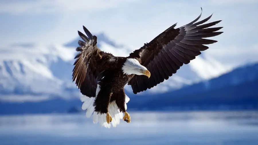 فایل JPG زیبا و رایگان از پرنده عقاب سرسفید در فصل زمستان
