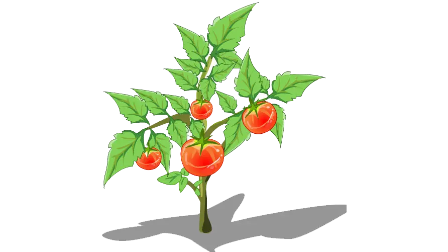 عکس بدون بک گراند گوجه فرنگی روی شاخ و برگ های بوته png