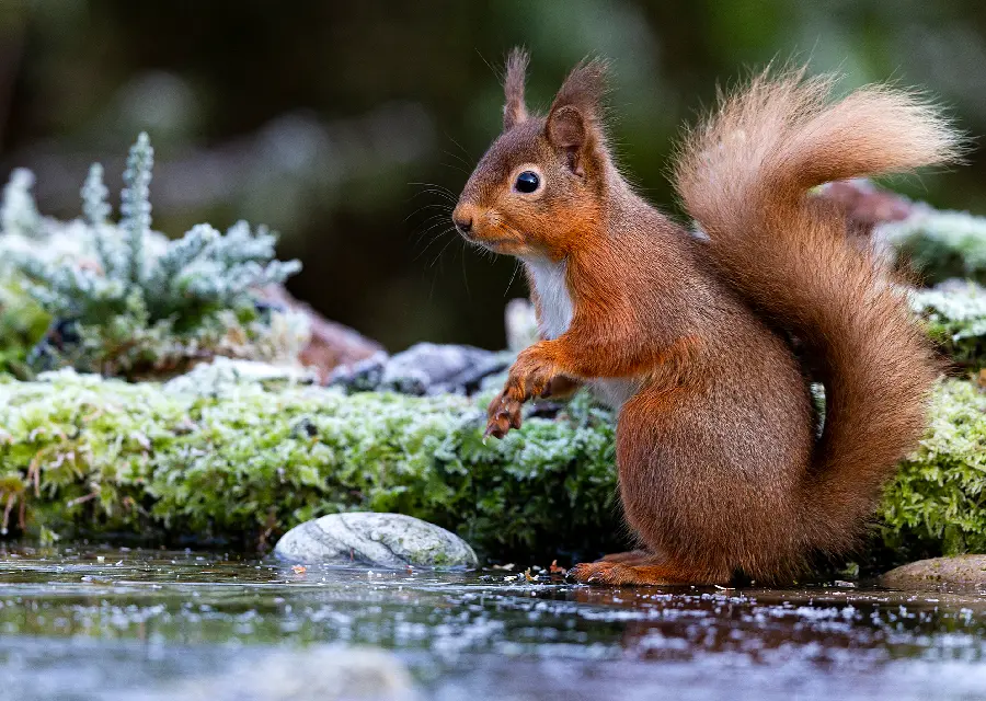 زیباترین عکس سنجاب بامزه و بانمک قرمز واقعی در طبیعت بکر و زیبا
