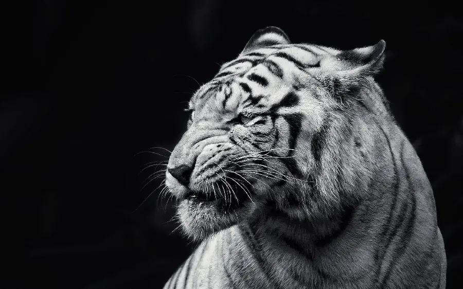 منظره ماکرو و تماشایی از تصویر سیاه سفید ببر وحشی بنگال