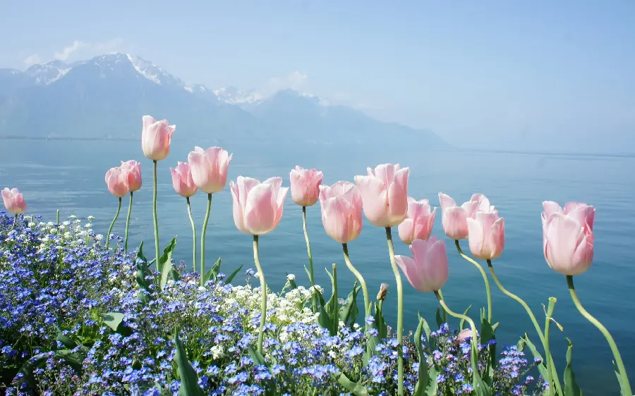 منظره کوهی و گل های لاله صورتی رنگ در کنار دریای بیکران