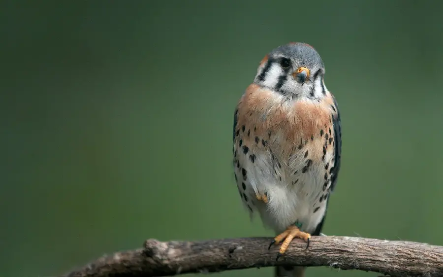 عکس خوشگل ترین پرنده شکاری با بدن کوچک و دوست داشتنی
