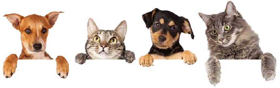 تصویر سگ و گربه کنار هم با فرمت پی ان جی PNG 