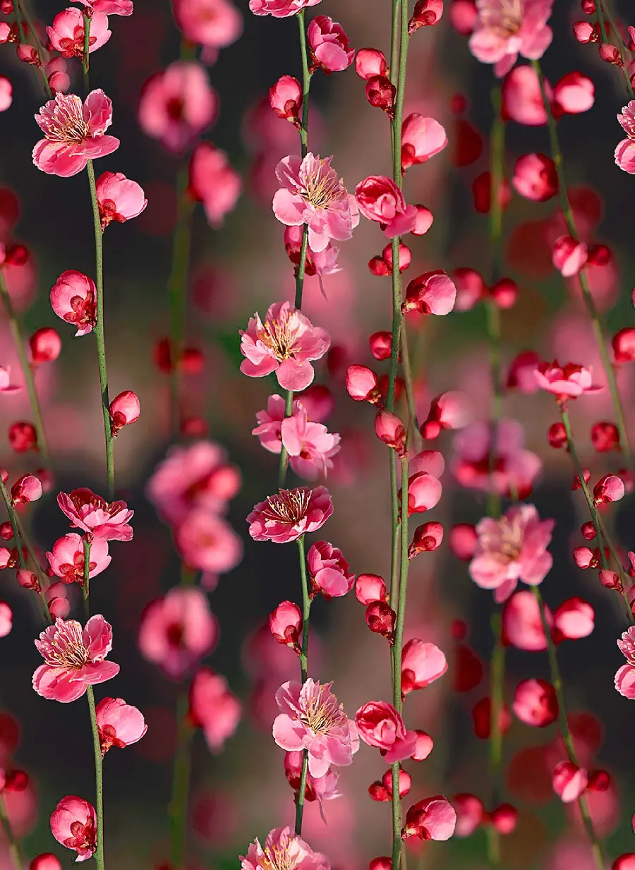 عکس استوک و رویایی از شکوفه های درخت هلو با بهترین کیفیت