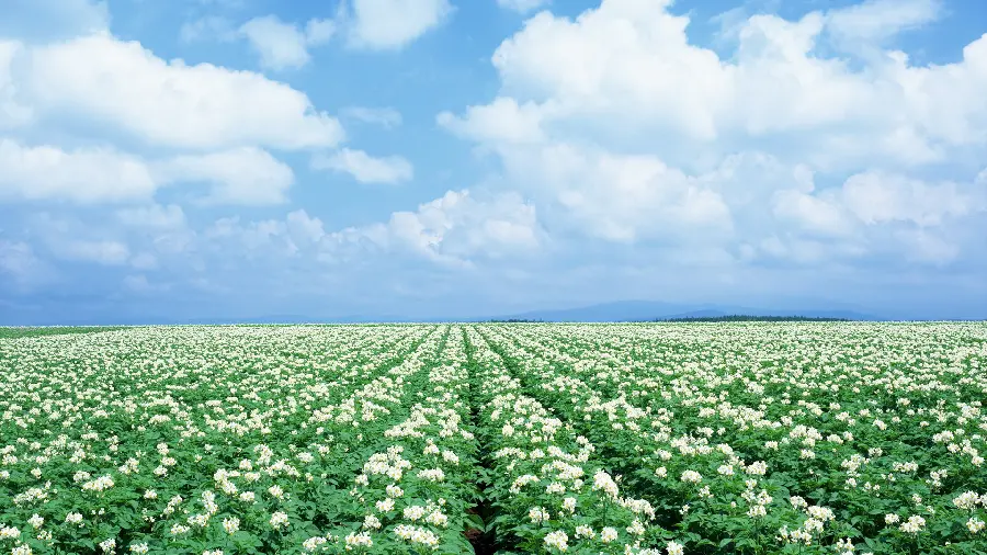تصویر بسیار زیبای گلزار با گل های سفید و آسمان پاک و آبی 