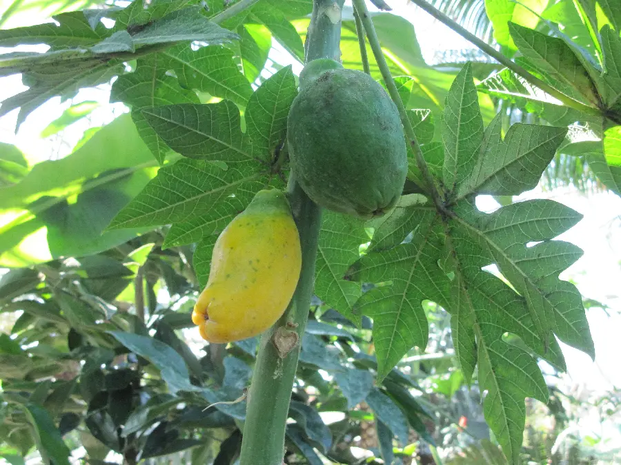 عکس جالب پاپایا نرسیده سبز روی درخت در مناطق استوایی
