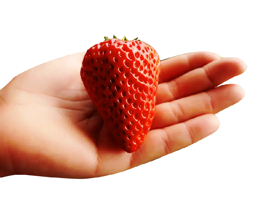  عکس قشنگ از توت فرنگی خیلی بزرگ و زیبا در داخل دست با فرمت PNG