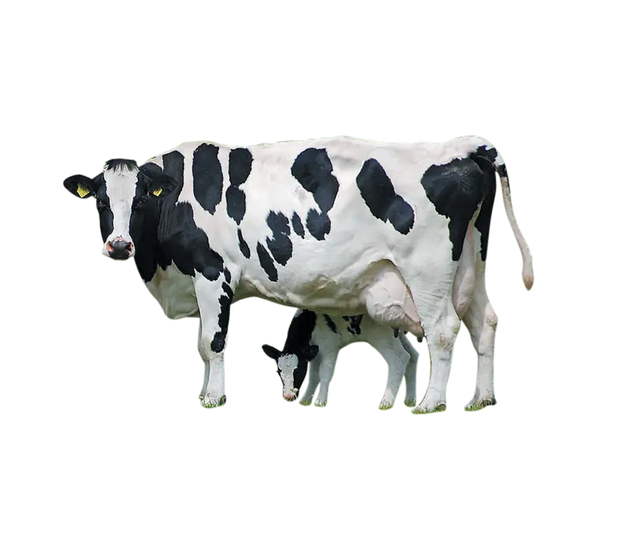 عکس گاو واقعی سیاه سفید با فرمت PNG دور بریده شده 
