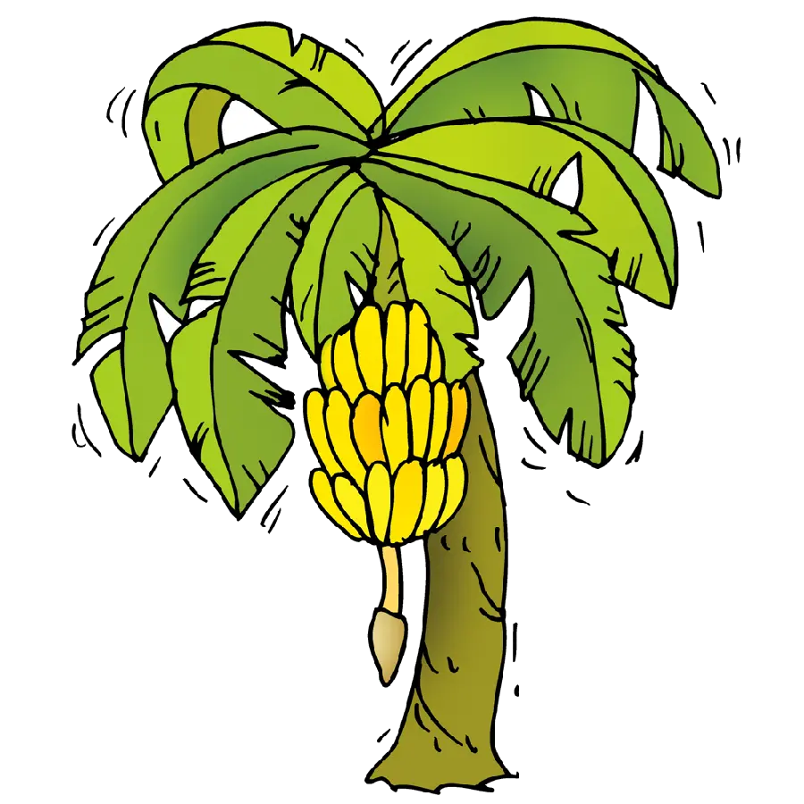 عکس درخت موز کارتونی png یکی از بزرگترین گیاهان میوه ای جهان