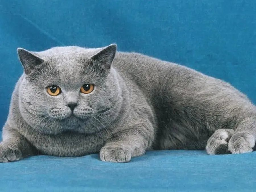 عکس گربه خوشگل بریتیش شورت هیر British Shorthair با کیفیت بالا