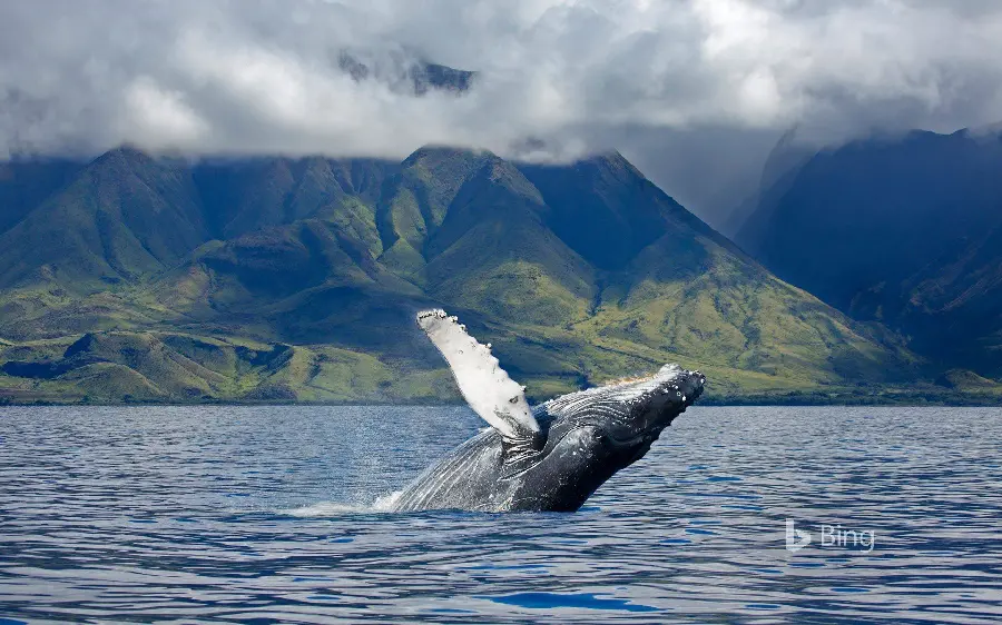 دانلود والپیپر نهنگ کوهان دار در سطح اقیانوس با کیفیت بسیار بالا