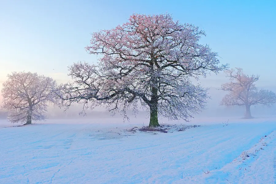 عکس بسیار زیبا و دیدنی از درخت خشک در زمستان