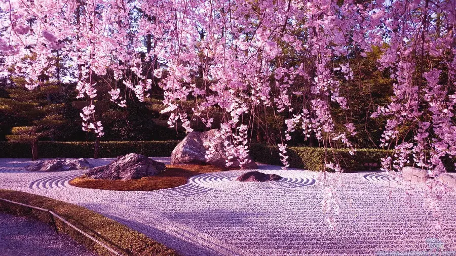 بکگراند شگفت آور و جالب از درخت هلوی پر از شکوفه 