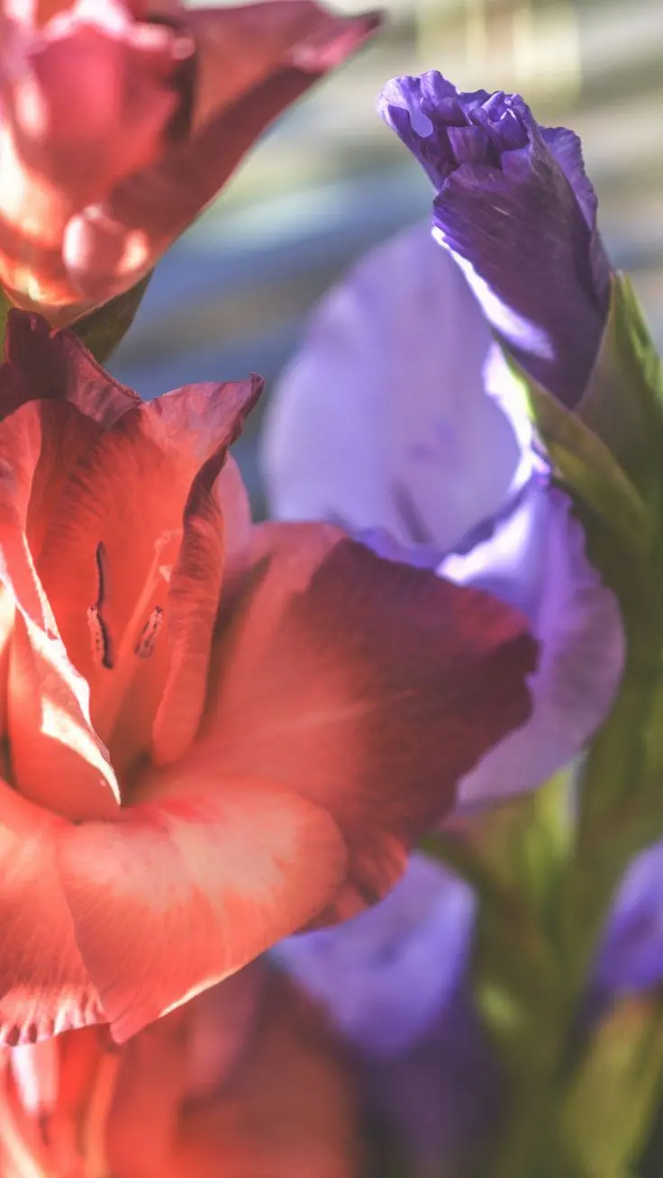 دانلود بک گراند جدید گوشی رایگان مخصوص فصل بهار Spring