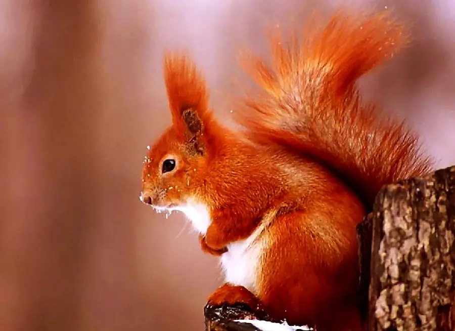عکس سنجاب قرمز با بک گراند فلو مناسب پروفایل دخترونه