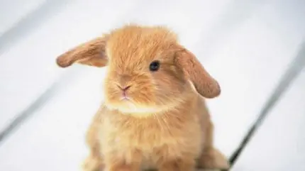 عکس خرگوش پشمالو پیشنهاد ویژه پروفایل دخترانه واتساپ
