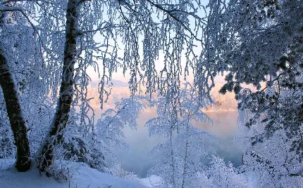 عکس جنگل زمستانی برف آلود و یخ زده برای پس زمینه لپ تاپ