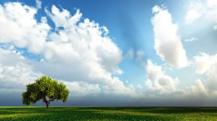 تصویر ساده طبیعت از درخت و آسمان پاک آبی پر از ابر 