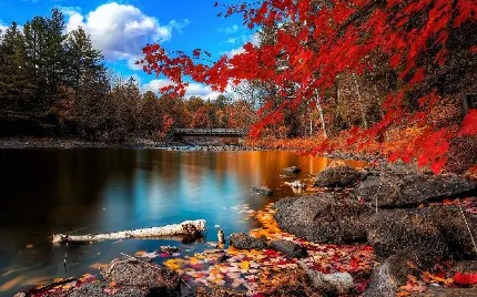 تصویر زمینه دریاچه با انعکاس رنگ قرمز درختان افرا برای دسکتاپ