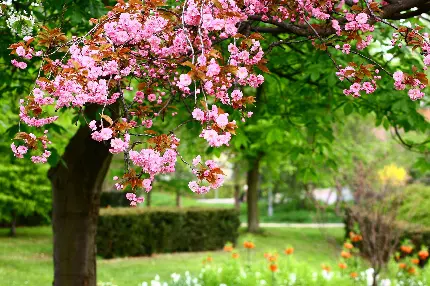 دانلود عکس حیرت آور طبیعت سرسبز و شکوفه های صورتی درختان