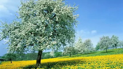 عکس طبیعت با گل های زرد و درخت هایی با شکوفه های سفید