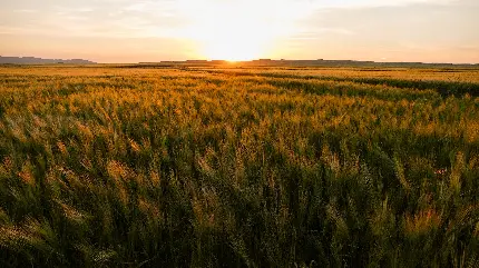 تصویر برای پس زمینه از غروب خورشید با کیفیت فوق العاده