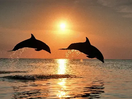عکس پرش دلفین های عاشق در کنار هم برای تصویر زمینه کامپیوتر