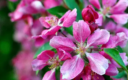 عکس ماکرو از شکوفه ی سرخابی رنگ و زیبا با گلبرگ های شگفت