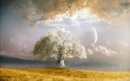 تصویر زمینه دلنواز ترین درخت سفید روحیه بخش زندگی 