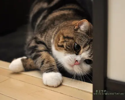 دانلود تصویر گربه گوگولی ژاپنی برای پروفایل اینستاگرام