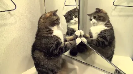 عکس گربه مارو خوشگل جلوی آینه مخصوص پروفایل های دخترونه
