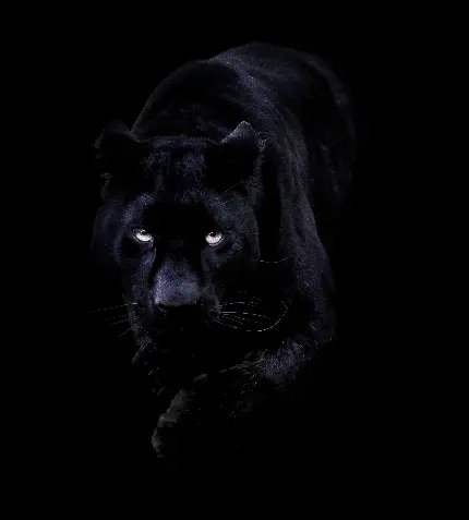 جذاب ترین عکس پروفایل پلنگ سیاه آماده حمله با زمینه تاریک 