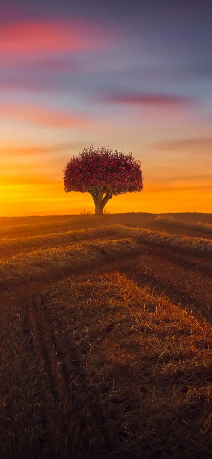  تصویر درخت تک با غروب خورشید نارنجی رنگ و زیبا مخصوص زمینه 