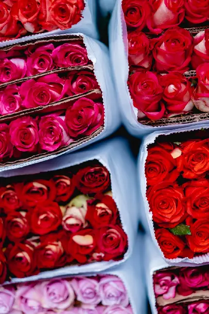والپیپر گل رز قرمز عاشقانه جدید برای فضای اندروید و آیفون