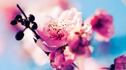 دانلود عکس بسیار زیبا از شکوفه های یاسی درخت هلو