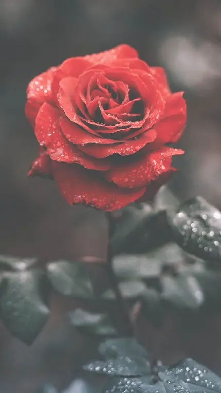 عکس گل رز قرمز باران خورده مناسب زمینه گوشی اندروید 