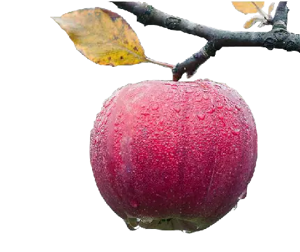 بهترین png رایگان سیب قرمز روی درخت در بارش باران