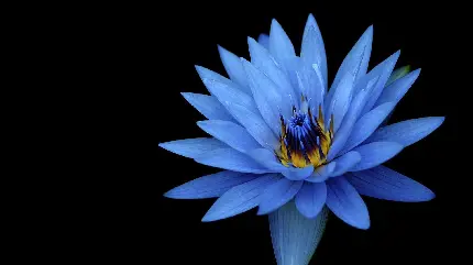 تصویر زمینه گل زیبا آبی رنگ با کیفیت عالی مخصوص دسکتاپ