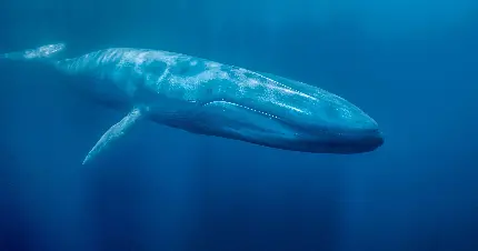 تصویر جالب و دیدنی از نهنگ بزرگ در دریا با کیفیت بالا 