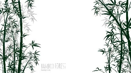 کادر دور عکس درختان بامبو مناسب عکس نوشته و تصویر زمینه کامپیوتر