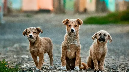 عکس سه سگ خوشگل و دوست داشتنی به رنگ قهوه ای برای شبکه های اجتماعی