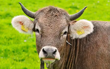 دانلود تصویر زمینه گاو نژاد براون سوئیس با کیفیت FULL HD