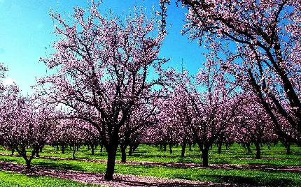 والپیپر باغی پر از درختان زیبای بهاری با شکوفه های صورتی برای دسکتاپ