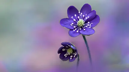 تصویر پس زمینه منحصر به فرد و خاص از گل بنفش و دیدنی برای لینوکس