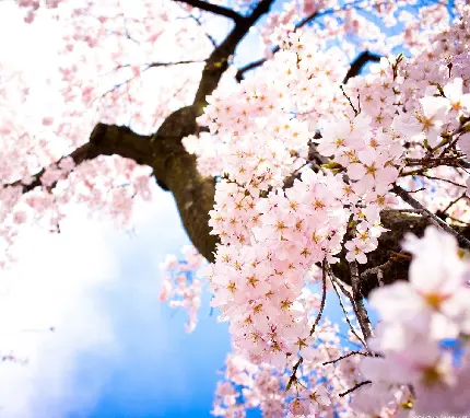 عکس خارج العاده و دیدنی از شکوفه های درخت هلو